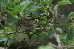 Grauwe fitis 2-Schiermonnikoog 18-6-2014