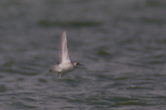 Grauwe franjepoot-Groningen-kust  30-8-2015 b