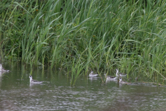 Grauwe franjepoot, 1e kj. -Lauwersmeer 29-8-2010