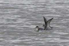 Grauwe franjepoot, adult Lauwersmeer 3-8-2023