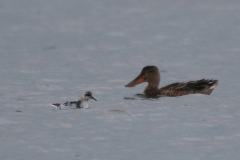 Grauwe franjepoot, adult, en Slobeend  Lauwersmeer 3-8-2023