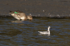 Grauwe franjepoot en Wintertaling  Lauwersmeer 24-9-2023