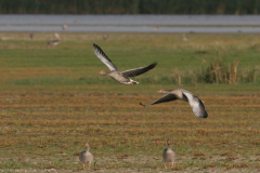 Grauwe gans 1-Lauwersmeer 11-9-2009