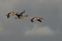 Grauwe gans 1-Lauwersmeer 18-5-2008 b