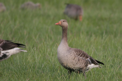 Grauwe gans 2-Lauwersmeer 18-5-2008 b