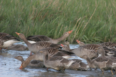 Grauwe gans 3-Lauwersmeer 18-5-2008 b