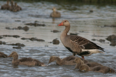 Grauwe gans 4-Lauwersmeer 18-5-2008 b