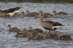 Grauwe gans 5-Lauwersmeer 18-5-2008 b