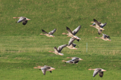 Grauwe gans-Groningen-prov. 5-8-2011