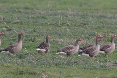 Grauwe gans-Lauwersmeer 28-4-2010