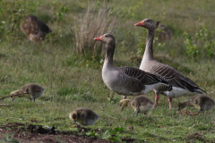 Grauwe gans-Schiermonnikoog 12-5-2021 b