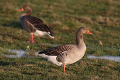 Grauwe gans-Zuidlaardermeergebied 5-3-2019 b