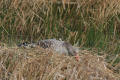 Grauwe gans, broedend-Zuidlaardermeergebied 2-4-2012