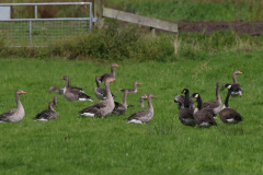 Grauwe gans en Grote canadese gans-Zuidlaardermeergebied 25-8-2021