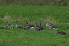 Grauwe gans-zuidlaardermeergebied 25-8-2021