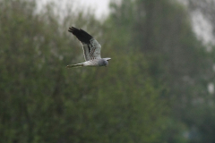 Grauwe kiekendief, ♂  1-Drenthe 6-5-2012