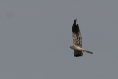 Grauwe kiekendief, ♂  1-Lauwersmeer 5-7-2009