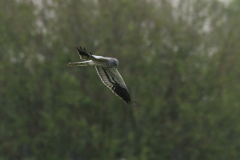 Grauwe kiekendief, ♂ -Drenthe 6-5-2012