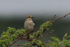 Grauwe klauwier, ♀  2-Drenthe 30-5-2012