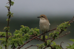 Grauwe klauwier, ♀  3-Drenthe 30-5-2012