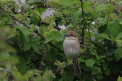 Grauwe klauwier, ♀  4-Drenthe 30-5-2012