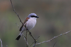 Grauwe klauwier, ♂  5-Drenthe 30-5-2012