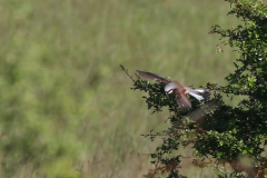 Grauwe klauwier, ♂ -Drenthe 31-5-2021