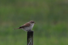 Grauwe klauwier, juv.  Friesland 6-8-2023