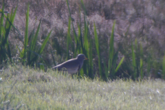 Grijskopkievit 1 Friesland 28-6-2019