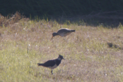 Grijskopkievit 2 Friesland 28-6-2019