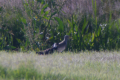 Grijskopkievit Friesland 28-6-2019