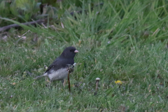 Grijze junco 1-Friesland 27-4-2021