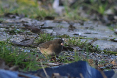 Grijze junco 1-Groningen-stad 14-2-2015