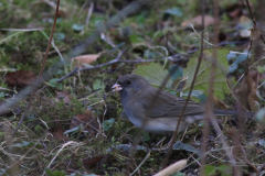 Grijze junco 1-Groningen-stad 22-2-2015