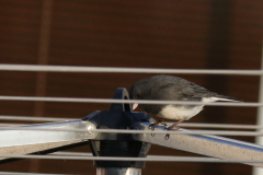 Grijze junco 2-Friesland 27-4-2021