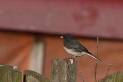 Grijze junco-Friesland 27-4-2021