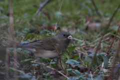 Grijze junco-Groningen-stad 17-2-2015