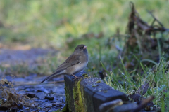 Grijze junco-Groningen-stad 22-2-2015