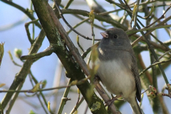 Grijze junco-Groningen-stad 5-4-2015