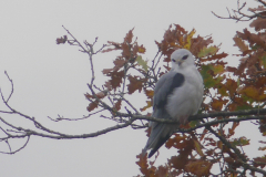 Grijze wouw 1-Gelderland 11-11-2015