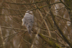 Grijze wouw 1-Lauwersmeer 25-12-2017 b