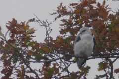 Grijze wouw 2-Gelderland 11-11-2015