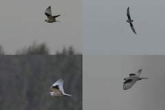 Grijze wouw 2-Lauwersmeer 25-12-2017 a