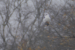 Grijze wouw 3-Gelderland 11-11-2015 b