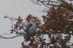 Grijze wouw-Gelderland 11-11-2015