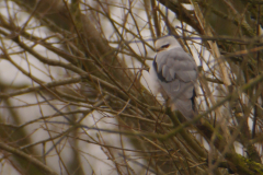 Grijze wouw-Lauwersmeer 25-12-2017 b