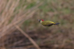 Groene specht 2 NoordHolland 28-12-2020