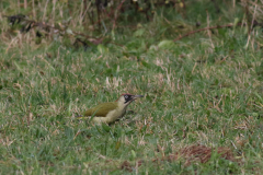 Groene specht 3 NoordHolland 28-12-2020