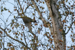 Groene specht-Hortus Haren 17-10-2008 b