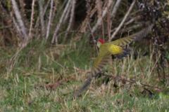 Groene specht NoordHolland 28-12-2020